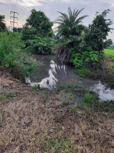 Maharashtra: Standing crops destroyed as coal-water flows into Warada village