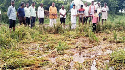 Crop loss due to rain: Death of 6 farmers in Agra in 2 weeks linked to shock