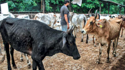Lumpy skin disease hits Telangana's 32 districts
