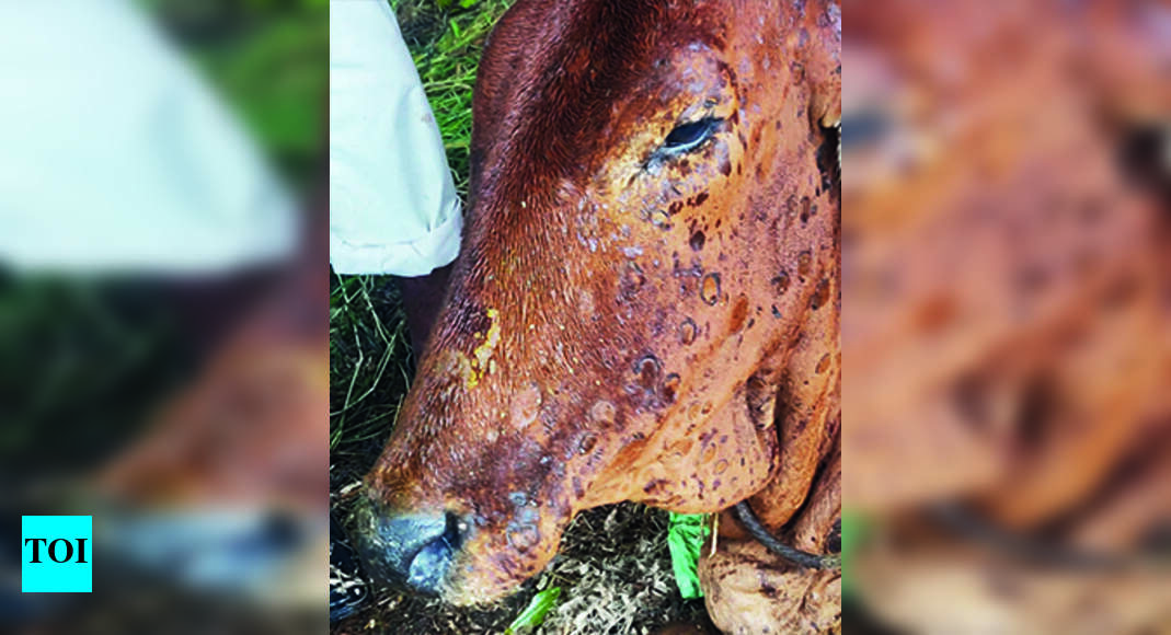 Rains Raise Lumpy Skin Deaths; Maha Toll Surpasses Guj | - Times of India