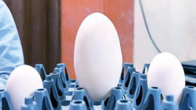 Weighing in on Egg Scales - Farm Collector
