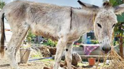 Donkey Slaughter On Rise In Ap, Finds Peta | Visakhapatnam News - Times of  India