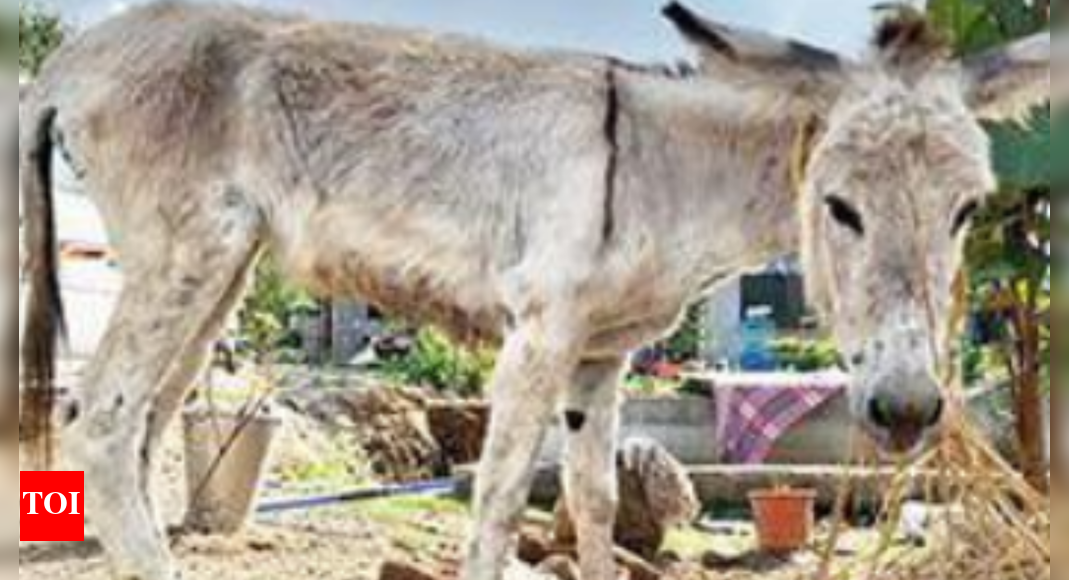 Donkey Slaughter On Rise In Ap, Finds Peta | Visakhapatnam News - Times ...