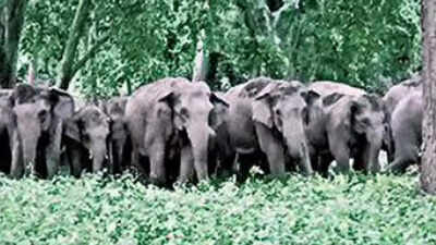 Coimbatore: Morning walker injured in wild elephant attack