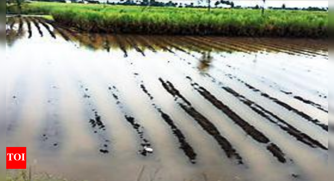 Crops on over 96,000ha damaged in Nashik district | Nashik News - Times ...