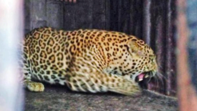 Freed in forests, leopards return to sugar cane fields in Junnar