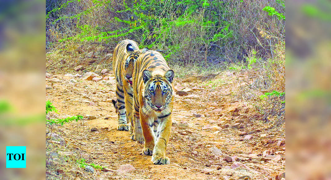 Tiger Reserve: Ntca Submits Report On Notifying New Tiger Reserve ...