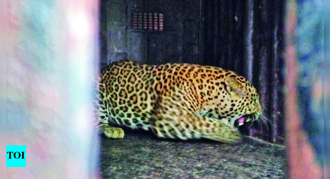 Nashik: Nine-year-old Female Leopard Rescued From Farm In Adgaon ...