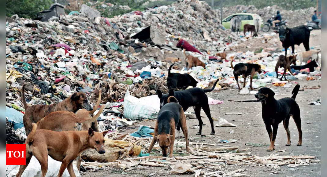 Feed stray dogs in your own homes, not elsewhere, Bombay HC tells ...