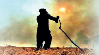Punjab: Stubble burning cases drop to 96 after 5 days