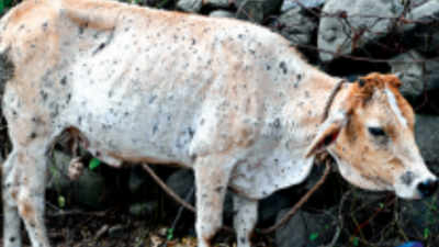 Shortage Of Veterinarians Hits Lsd Drive Across State | Hubballi News -  Times of India