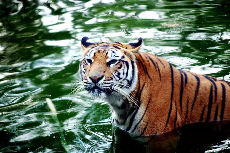 Home to many threatened species