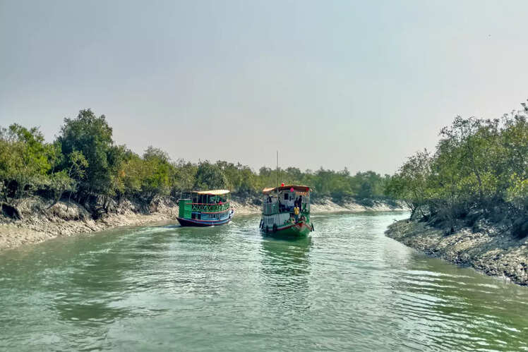 World&rsquo;s largest estuarine forest