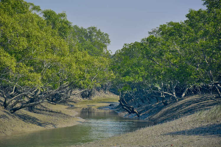 Largest mangrove forest in the world