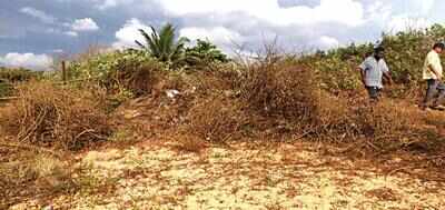 Calangute citizens see red over illegal cutting of beach vegetation