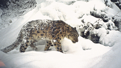Snow leopard count on rise in Uttarakhand, says principal conservator