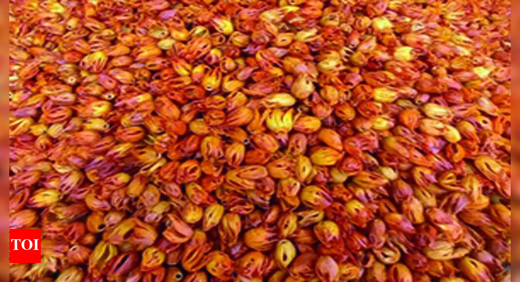 Farmers Nutmeg Farmers Form Fpo, Reap Rich Reward Coimbatore News