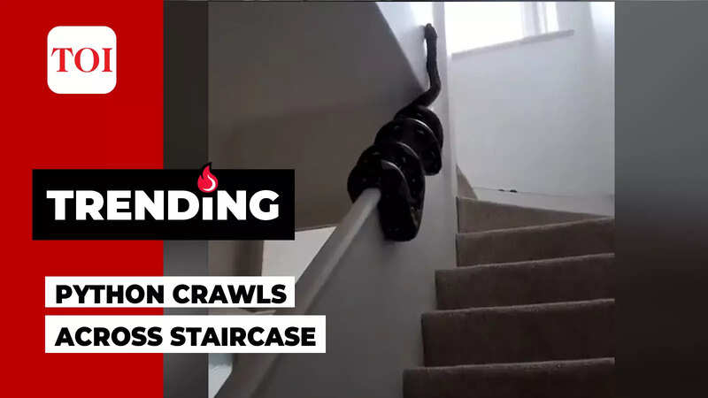 Scary video of huge python crawling across staircase wall goes viral