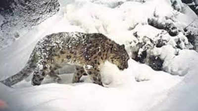 Number of snow leopards crosses 100 in Uttarakhand