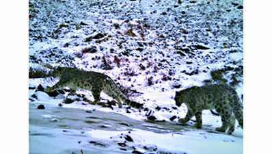 Now 121: Snow leopard numbers rise in Uttarakhand