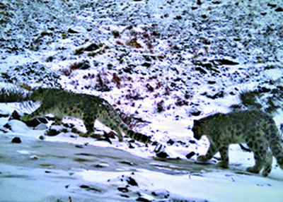 Now 121: Snow leopard numbers rise in Uttarakhand | Dehradun News