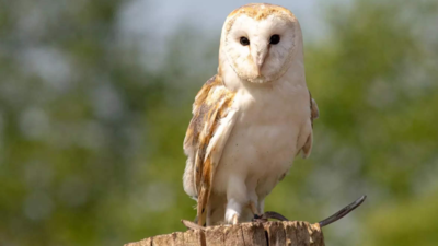 Forest department issues advisory against owl sacrifice on Diwali