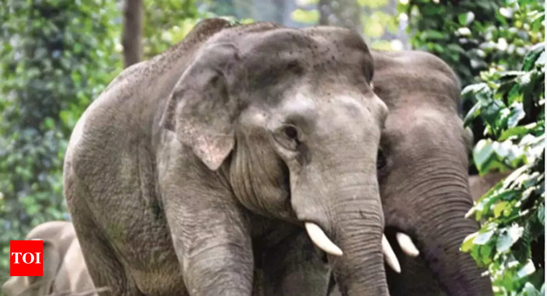 New elephant reserve, India's 33rd, to come up in Uttar Pradesh | India  News - Times of India