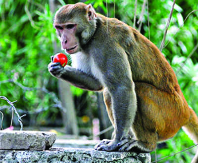 Thiruvananthapuram: Monkeys and pigs make life difficult for these villagers