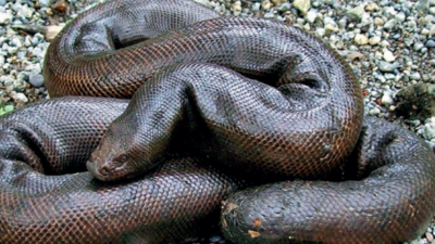 Hiss Of Superstition Kills Red Sand Boas | Ahmedabad News - Times of India