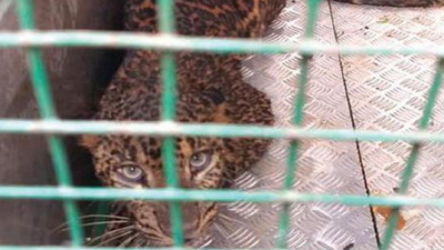 Canacona: Leopard falls into Polem well, rescued