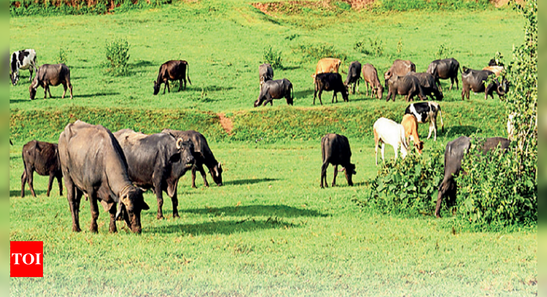 Lumpy Skin Disease Lumpy Skin Disease 8400 Cattle Dead In Maharashtra Mortality Rate Up 7740