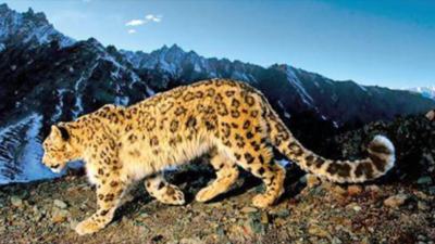 Uttarakhand: Proposal for Snow Leopard Conservation Centre in