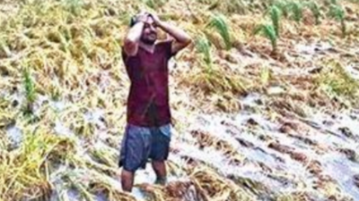 Farm leaders seek fresh survey of crop damage in UP's Pilibhit