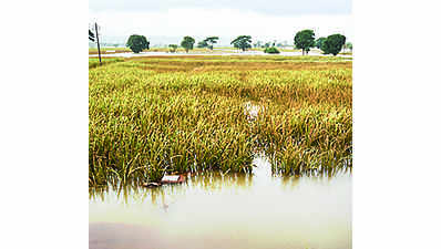 Rain delays sugar cane crushing plan