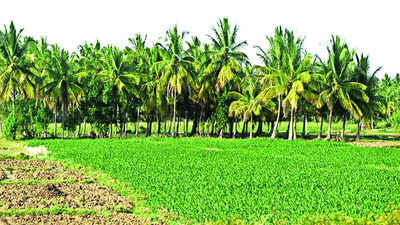 Karnataka: Price of coconut plummets; surplus supply of crop blamed
