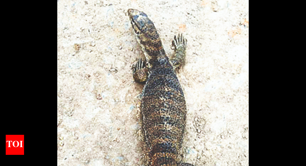 Monitor Lizard & Dog With Head Stuck In Plastic Jar Rescued In