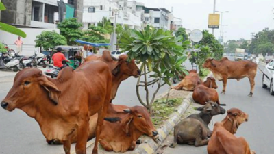 Gujarat government misleading high court, claim cattle rearers