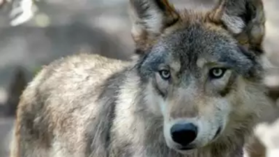 Palamu Tiger Reserve ups vigil in wolf sanctuary