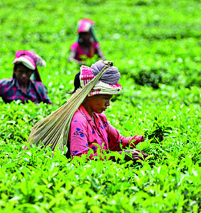 Top BJP leader from brew belt demands dedicated tea ministry