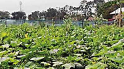 Grow pumpkins to end illegal poppy cultivation: Arunachal Pradesh farmers