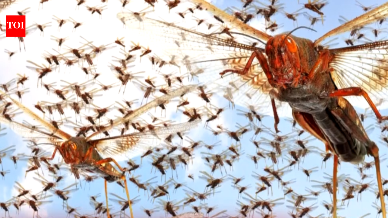 Study reveals how insects contribute to atmospheric electricity