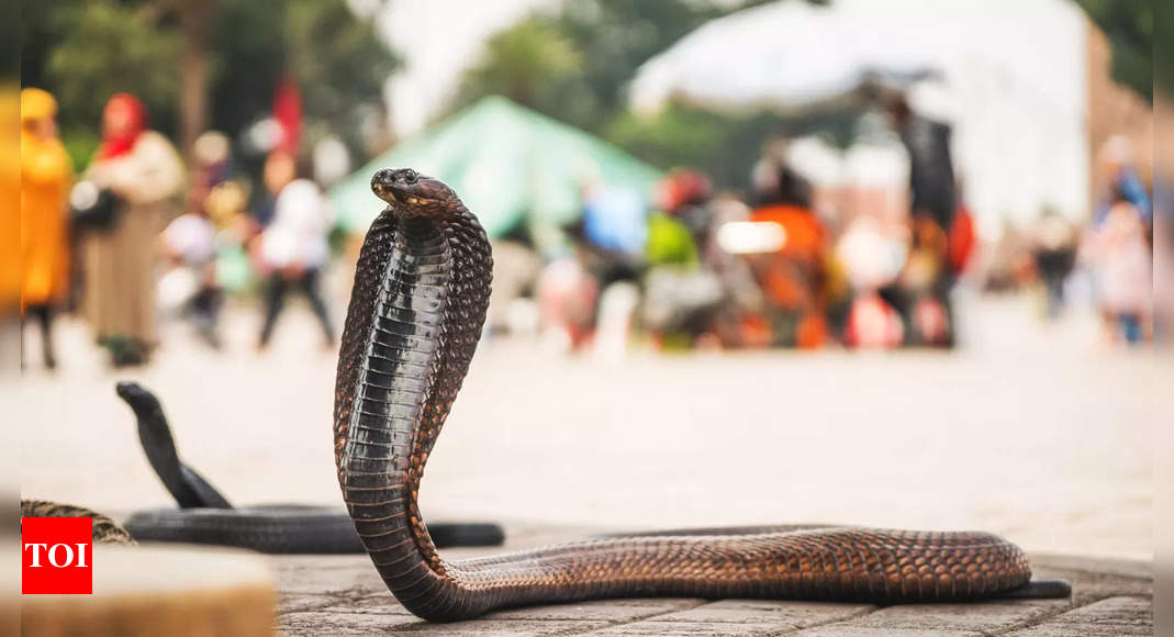 Snakebites Kill 58,000 Indians A Year. Help Is On The Way | India News ...