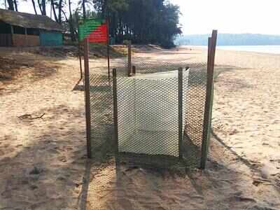 GCZMA finds illegal constructions near Mandrem turtle nesting site