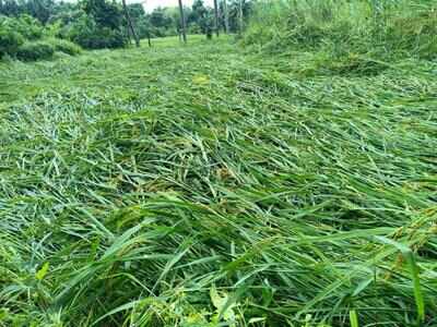 Rain damages roads, crops in Sanguem