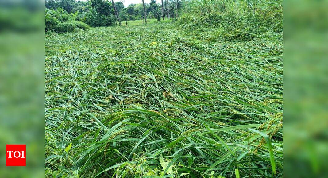 Goa: Rain damages roads, crops in Sanguem | Goa News - Times of India