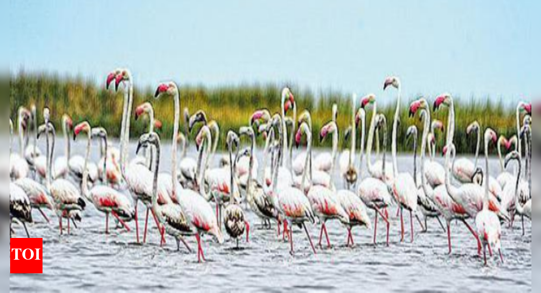 Nalsarovar: Beaking news: Migratory birds arriving early at Nalsarovar ...