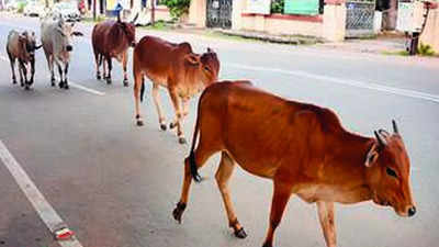 Jharkhand: 23 cows with legs, mouth tied found inside tanker, driver held