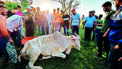 Bull rescued from valley after 8-hour operation