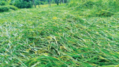 Goa: Rain damages roads, crops in Sanguem | Goa News - Times of India