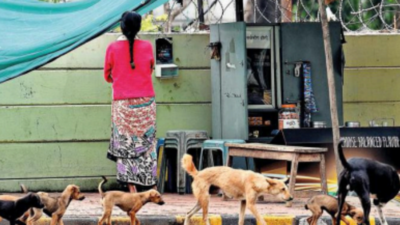 Nagpur: Dog lovers will defy high court orders, continue feeding strays |  Nagpur News - Times of India